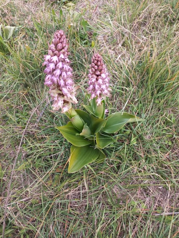 Barlia longibracteata